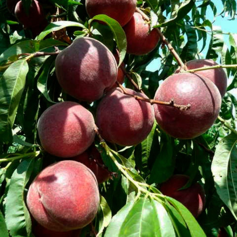 Саджанець персика Роял Джим — середньоранній, великоплідний, десертний сорт