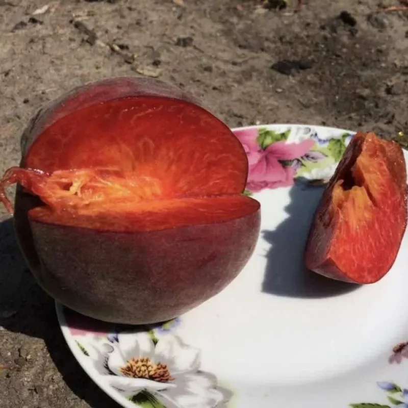 Саджанець персика Роял Джим — середньоранній, великоплідний, десертний сорт