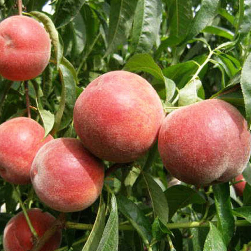 Саджанець персика Фрост — середньопізній, десертний, великоплідний сорт