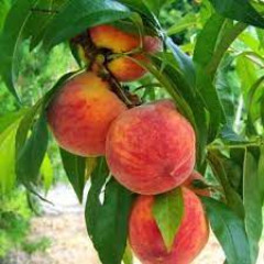 Саджанець персика Фрост — середньопізній, десертний, великоплідний сорт