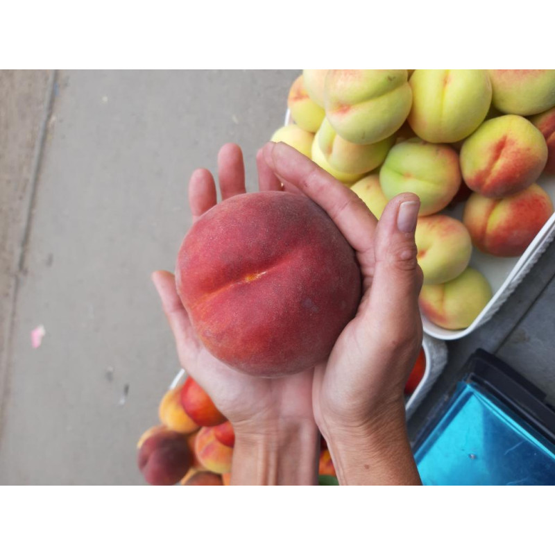 Саджанець персика Роял Самер — ранній, соковитий, десертний сорт