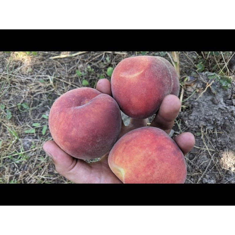 Саджанець персика Роял Самер — ранній, соковитий, десертний сорт