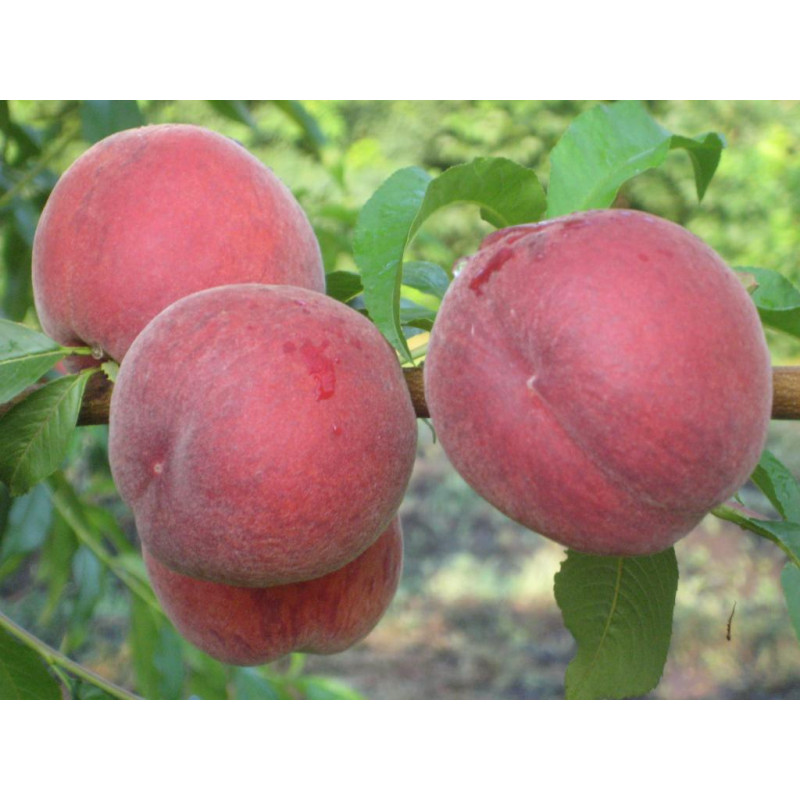 Саджанець персика Харбінгер — середньоранній, великоплідний, десертний сорт