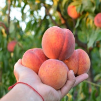 Саджанець персика Харбінгер — середньоранній, великоплідний, десертний сорт