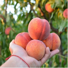 Саджанець персика Харбінгер — середньоранній, великоплідний, десертний сорт