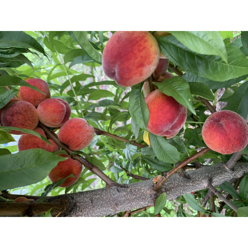 Саджанець персика Харбінгер — середньоранній, великоплідний, десертний сорт