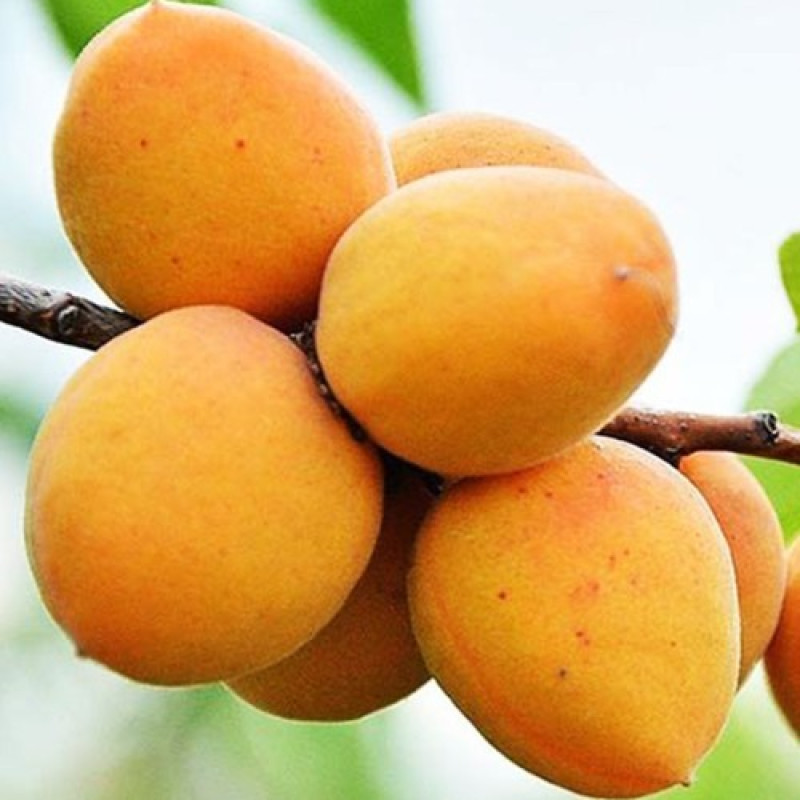 Саджанець абрикоса Мелітопольський Ранній — ранній, соковитий, ароматний сорт