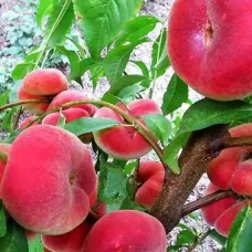 Саджанець персика Сатурн — ранній, соковитий, ароматний сорт