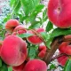 Саджанець персика Сатурн — ранній, соковитий, ароматний сорт