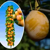 Саджанець сливи Ренклод Білий — ранній, солодкий, урожайний сорт