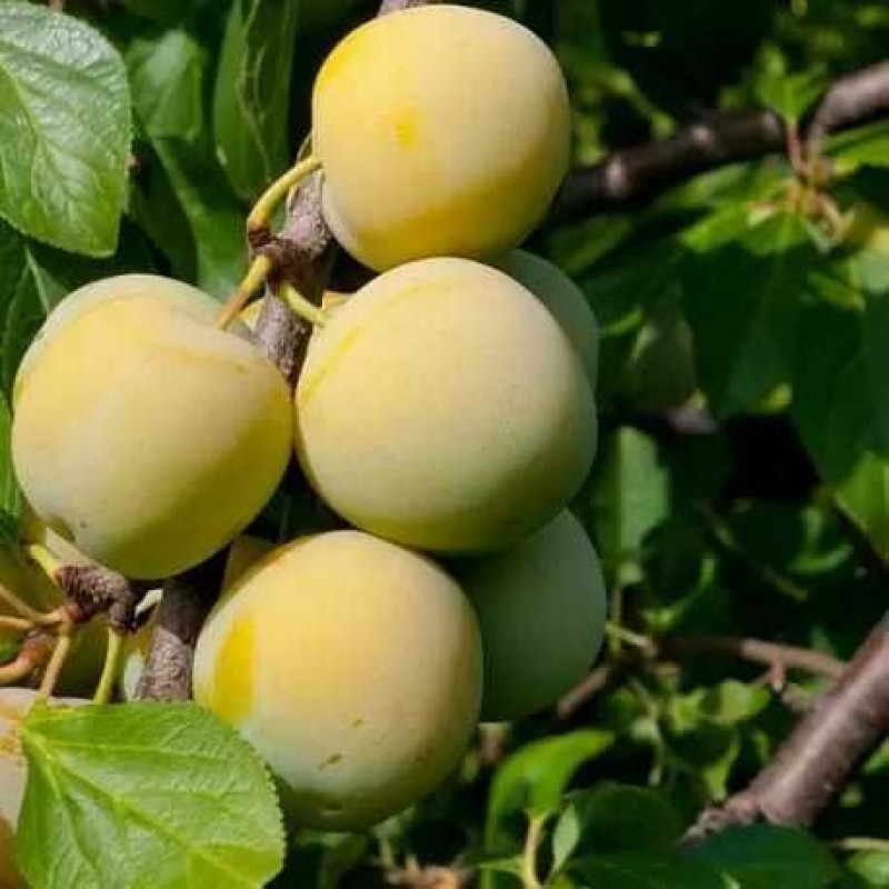 Саджанець сливи Ренклод Білий — ранній, солодкий, урожайний сорт