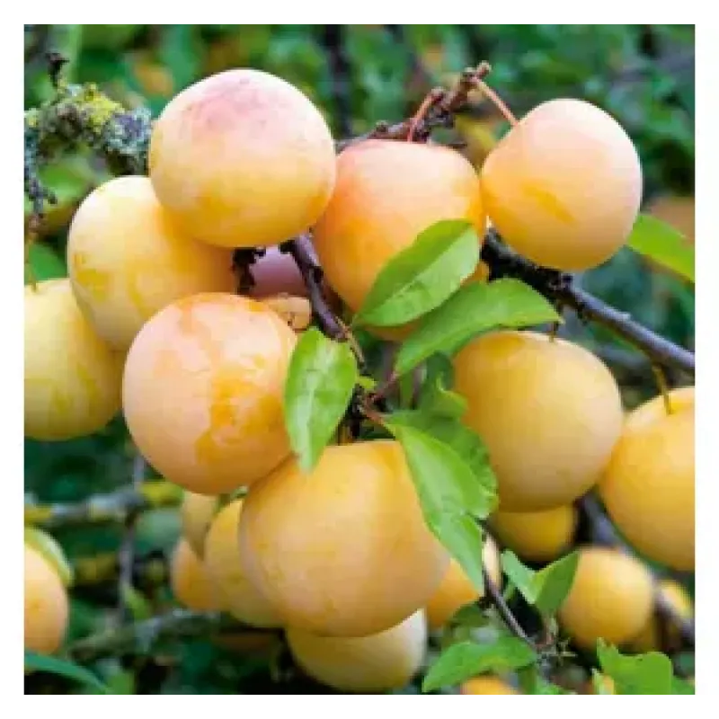 Саджанець сливи Ренклод Білий — ранній, солодкий, урожайний сорт