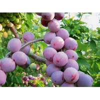 Саджанець сливи Президент — середньопізній, великоплідний, стійкий сорт