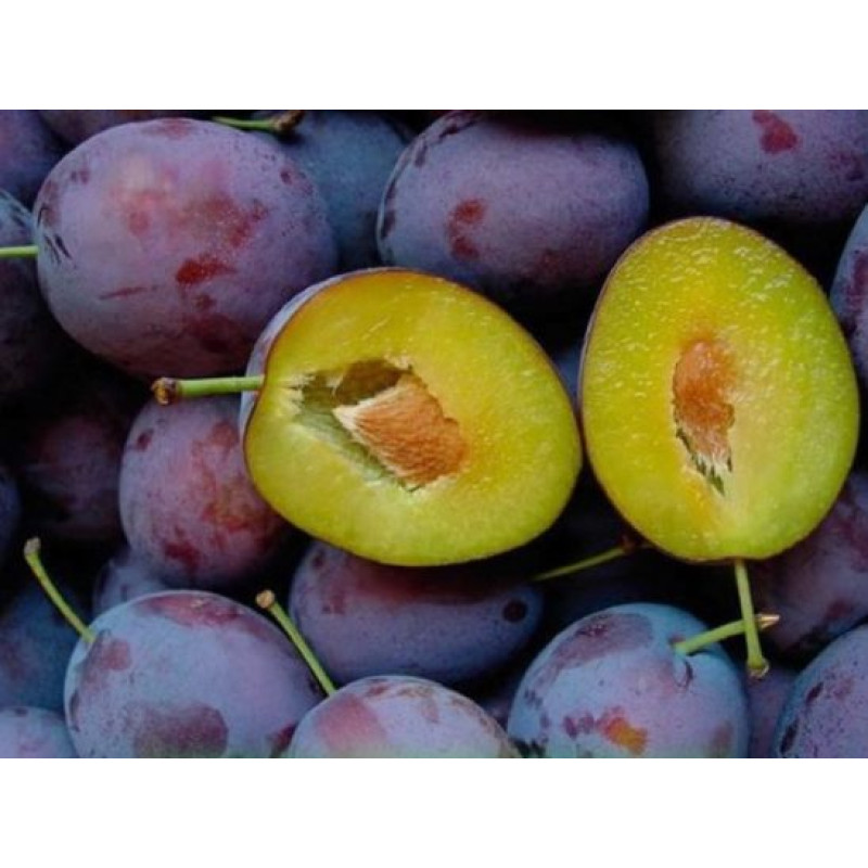 Саджанець сливи Президент — середньопізній, великоплідний, стійкий сорт