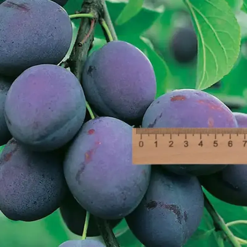 Саджанець сливи Президент — середньопізній, великоплідний, стійкий сорт