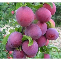 Саджанець сливи Анжеліно — пізній, великоплідний, транспортабельний сорт