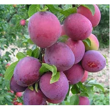 Саджанець сливи Анжеліно — пізній, великоплідний, транспортабельний сорт