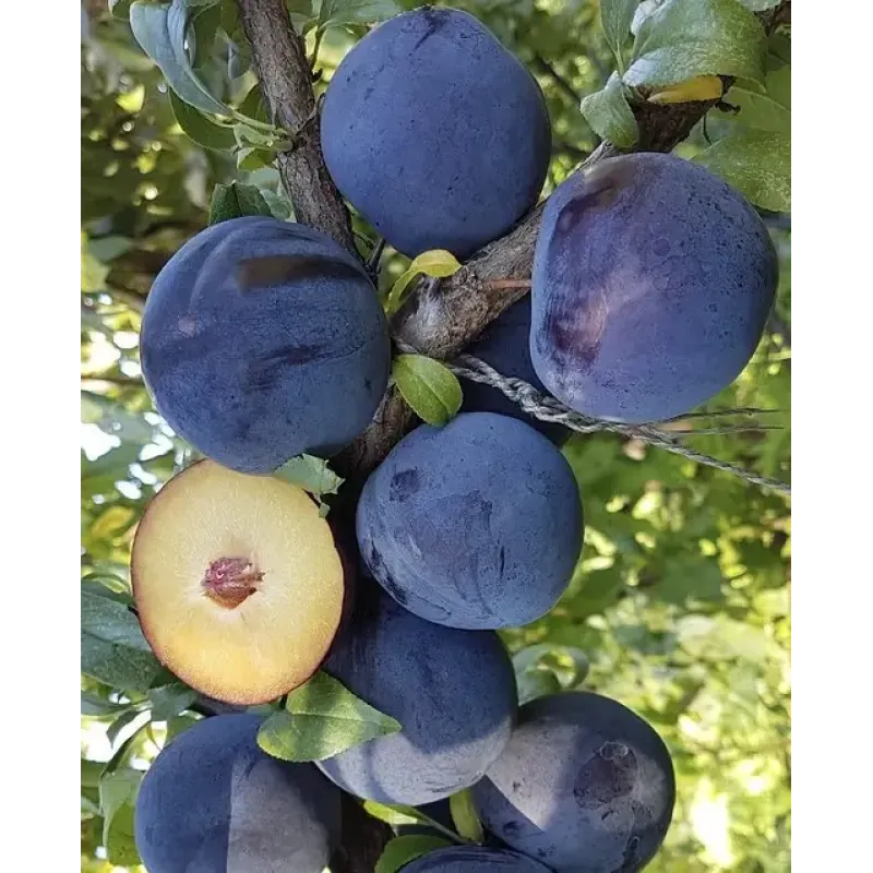 Саджанець сливи Анжеліно — пізній, великоплідний, транспортабельний сорт