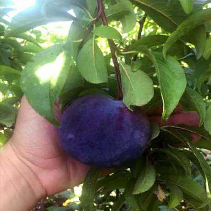 Саджанець сливи Анжеліно — пізній, великоплідний, транспортабельний сорт