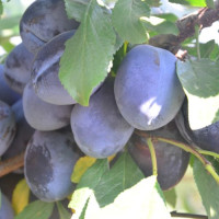 Саджанець сливи Стенлей — пізній, самоплідний, високоврожайний сорт