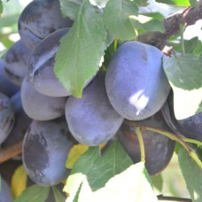 Саджанець сливи Стенлей — пізній, самоплідний, високоврожайний сорт