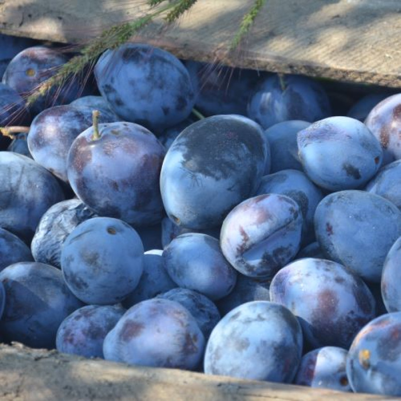 Саджанець сливи Стенлей — пізній, самоплідний, високоврожайний сорт