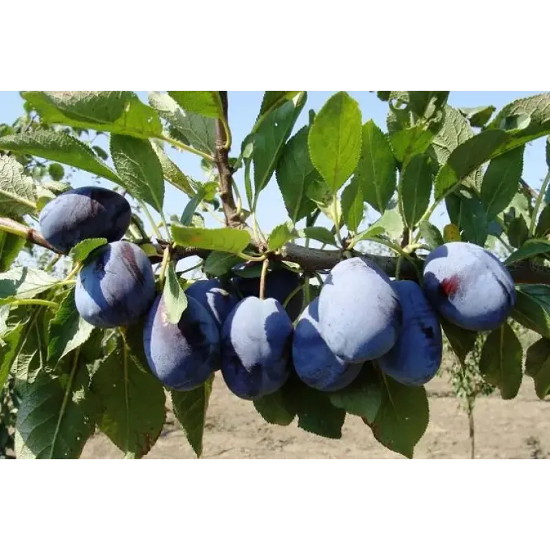 Саджанець сливи Стенлей — пізній, самоплідний, високоврожайний сорт