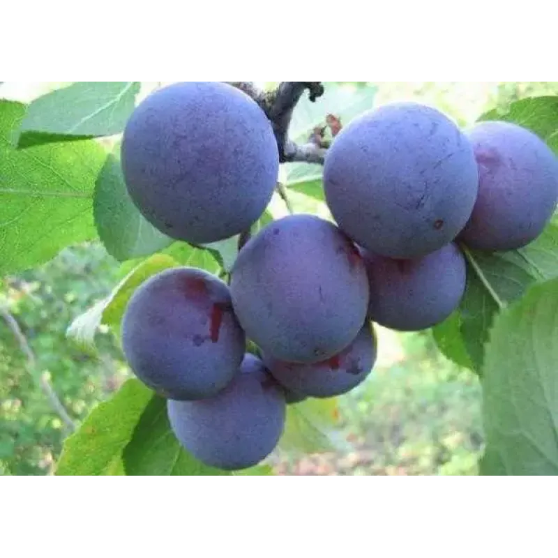 Саджанець сливи Комета — ранній, самоплідний, морозостійкий сорт