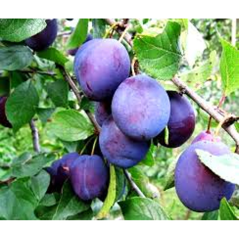 Саджанець сливи Комета — ранній, самоплідний, морозостійкий сорт