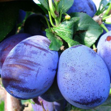 Саджанець сливи Комета — ранній, самоплідний, морозостійкий сорт