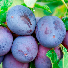 Саджанець сливи Хаганта — середньопізній, великоплідний, десертний сорт