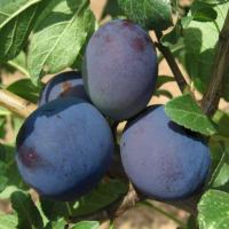 Саджанець сливи Чорнослив — пізній, універсальний, стійкий сорт