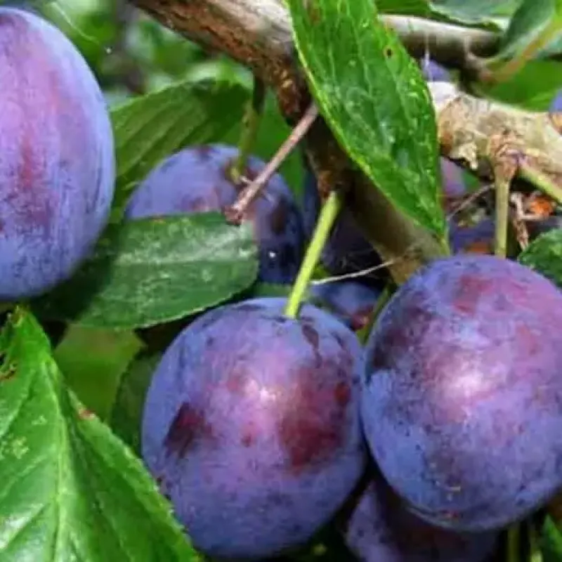 Саджанець сливи Волошка — середньоранній, десертний, урожайний сорт