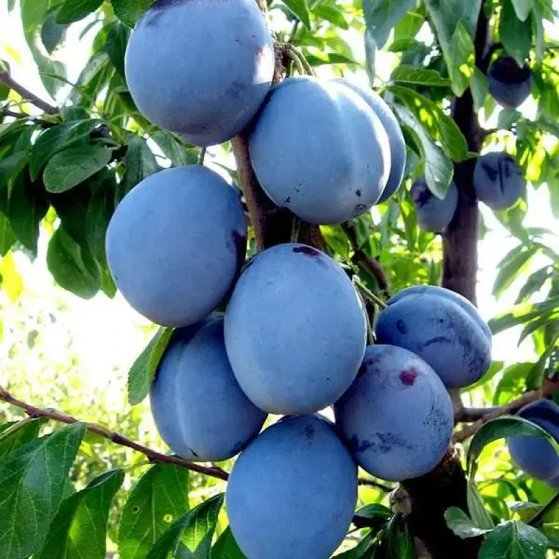 Саджанець сливи Волошка — середньоранній, десертний, урожайний сорт