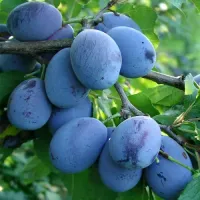 Саджанець сливи Волошка — середньоранній, десертний, урожайний сорт