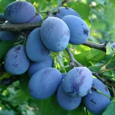 Саджанець сливи Волошка — середньоранній, десертний, урожайний сорт