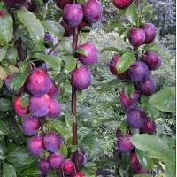 Саджанець сливи Єрьоміна — пізній, великоплідний, десертний сорт