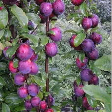 Саджанець сливи Єрьоміна — пізній, великоплідний, десертний сорт