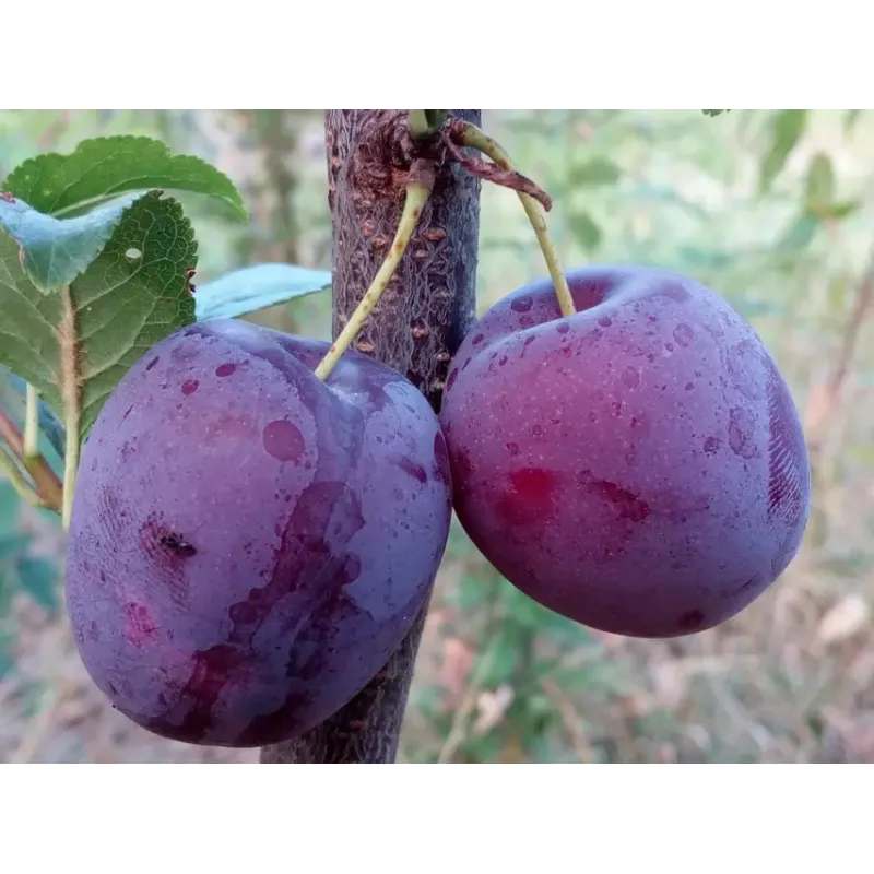 Саджанець сливи Єрьоміна — пізній, великоплідний, десертний сорт