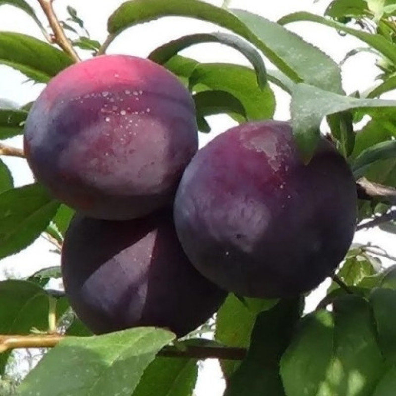 Саджанець сливи Єрьоміна — пізній, великоплідний, десертний сорт