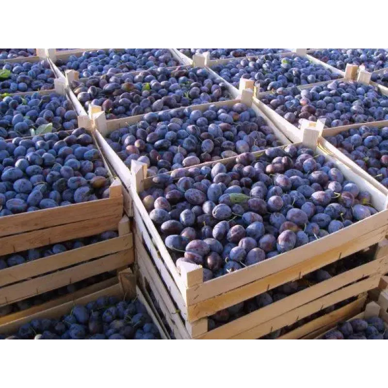 Саджанець сливи Чорнослив — пізній, універсальний, стійкий сорт