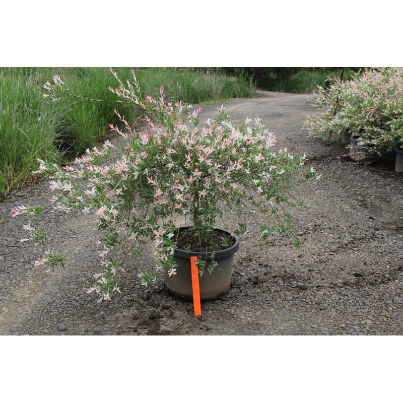 Саджанець верби Хакуро Нішикі — декоративна, рожева, витончена