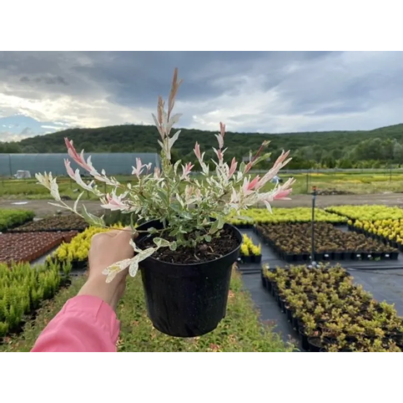 Саджанець верби Хакуро Нішикі — декоративна, рожева, витончена