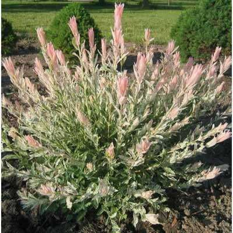 Саджанець верби Хакуро Нішикі — декоративна, рожева, витончена