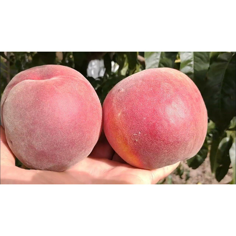 Саджанець персика Флеінг Фюрі — ранній, соковитий, десертний сорт