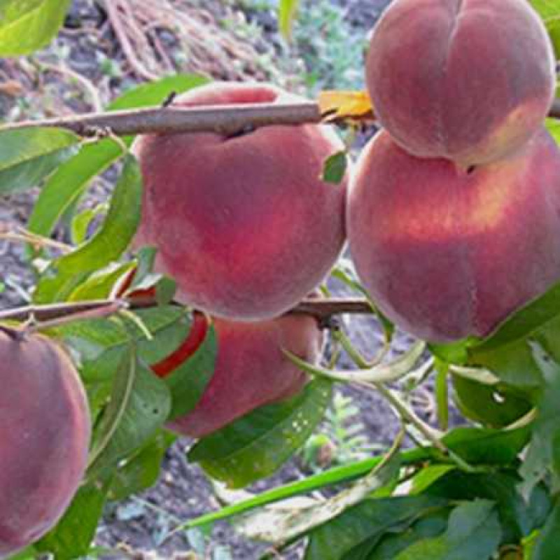 Саджанець персика Флеінг Фюрі — ранній, соковитий, десертний сорт