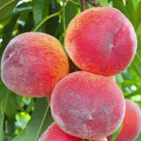 Саджанець персика Флеінг Фюрі — ранній, соковитий, десертний сорт