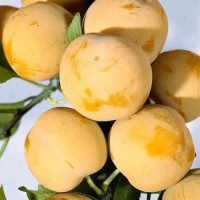 Саджанець сливи Жовта медова — ранній, солодкий, ароматний сорт