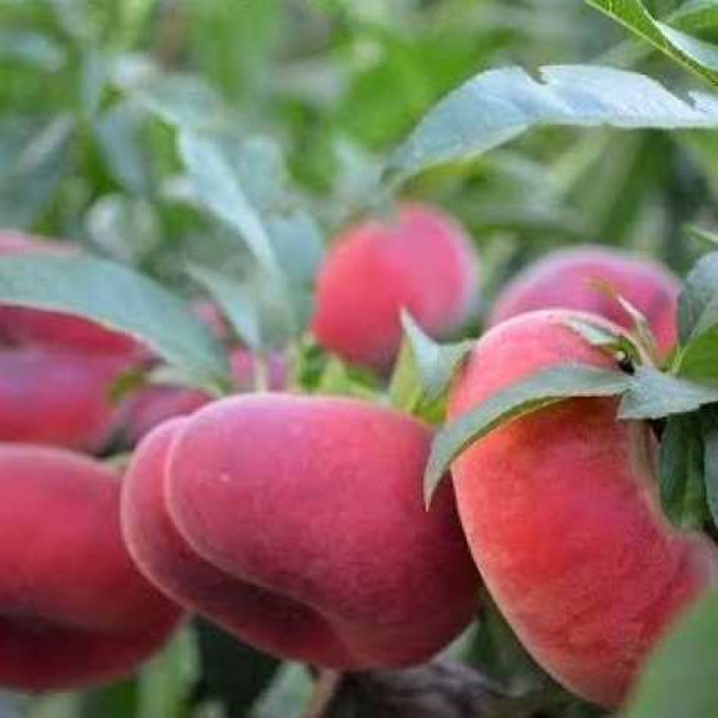 Саджанець персика Уфо 2 — ранній, соковитий, ароматний сорт