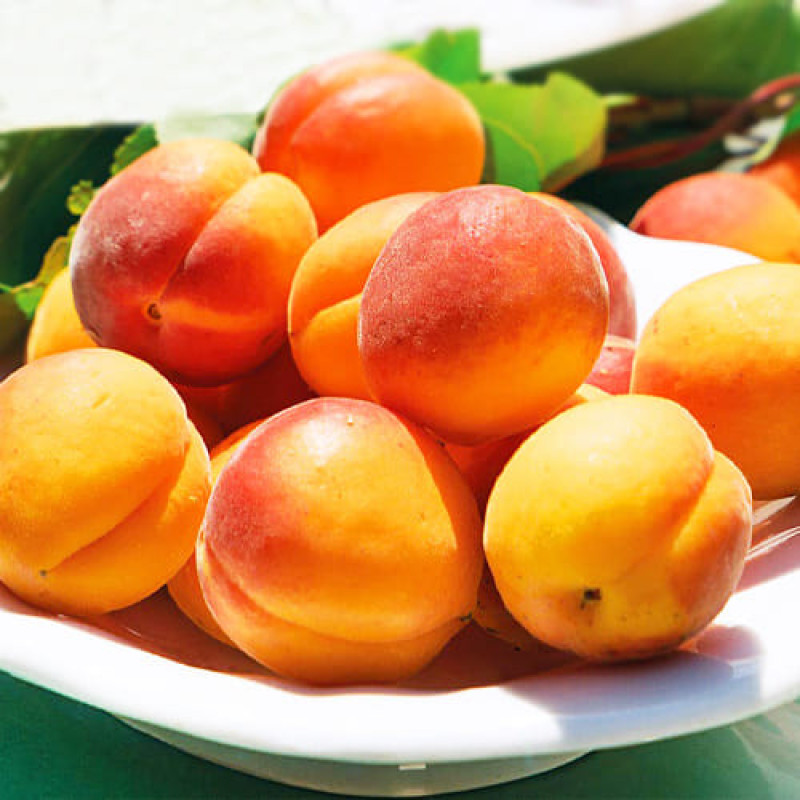 Саджанець абрикоса Мелітопольський Ранній — ранній, соковитий, ароматний сорт